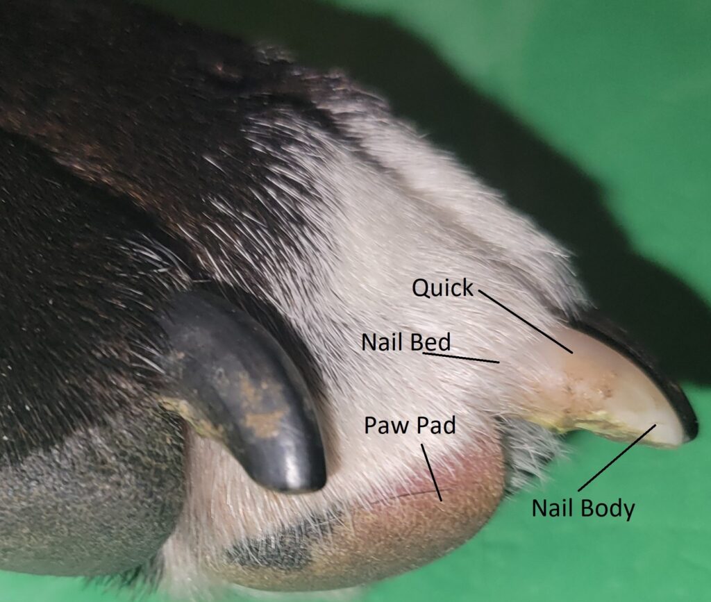 Pet Nail Care and Trimming: A Professional Guide - Paw Pad Press